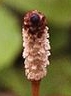 flower  : nom scientifique : Equisetum sylvaticum L. , Equisetum , Equisetaceae 