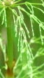 leaf  : nom scientifique : Equisetum sylvaticum L. , Equisetum , Equisetaceae 