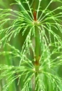 stemleaf  : nom scientifique : Equisetum sylvaticum L. , Equisetum , Equisetaceae 