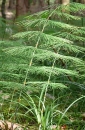 whole  : nom scientifique : Equisetum sylvaticum L. , Equisetum , Equisetaceae 