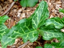 leaf  : nom scientifique : Arum italicum Mill. , Arum , Araceae 