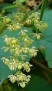 flower  : nom scientifique : Humulus lupulus L. , Humulus , Cannabaceae 