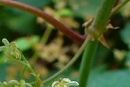 stemleaf  : nom scientifique : Humulus lupulus L. , Humulus , Cannabaceae 