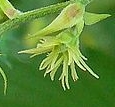 flower  : nom scientifique : Humulus lupulus L. , Humulus , Cannabaceae 