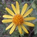 flower :