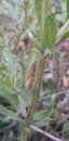 stemleaf :