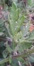 leaf :