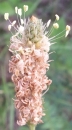 flower : nom scientifique : Plantago lanceolata L. , Plantago , Plantaginaceae