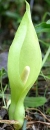 flower  : nom scientifique : Arum italicum Mill. , Arum , Araceae 