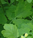 leaf  : nom scientifique : Chelidonium majus L. , Chelidonium , Papaveraceae 