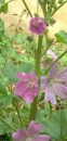 stemleaf  : nom scientifique : Malva sylvestris L. , Malva , Malvaceae 