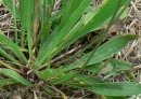 stemleaf  : nom scientifique : Plantago lanceolata L. , Plantago , Plantaginaceae 