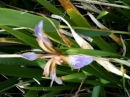 whole  : nom scientifique : Iris foetidissima L. , Iris , Iridaceae 
