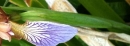 stemleaf  : nom scientifique : Iris foetidissima L. , Iris , Iridaceae 