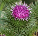 flower  : nom scientifique : Arctium lappa L. , Arctium , Asteraceae 