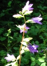 flower  : nom scientifique : Campanula trachelium L. , Campanula , Campanulaceae 