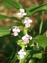 whole  : nom scientifique : Melittis melissophyllum L. , Melittis , Lamiaceae 