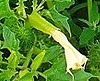 flower  : nom scientifique : Datura stramonium L. , Datura , Solanaceae 