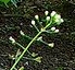 flower  : nom scientifique : Capsella bursa-pastoris (L.) Medik. , Capsella , Brassicaceae 