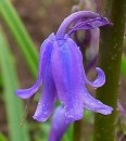 flower  : nom scientifique : Hyacinthoides non-scripta (L.) Chouard , Hyacinthoides , Asparagaceae 