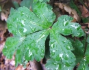 leaf  : nom scientifique : Sanicula europaea L. , Sanicula , Apiaceae 