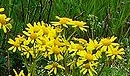 flower  : nom scientifique : Senecio jacobaea L. , Senecio , Asteraceae 