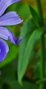 stemleaf  : nom scientifique : Cichorium intybus L. , Cichorium , Asteraceae 