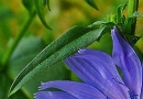 leaf  : nom scientifique : Cichorium intybus L. , Cichorium , Asteraceae 