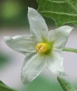 flower  : nom scientifique : Solanum nigrum L. , Solanum , Solanaceae 