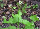 whole  : nom scientifique : Alliaria petiolata (M. Bieb.) Cavara & Grande , Alliaria , Brassicaceae 