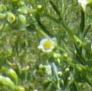 flower  : nom scientifique : Erigeron canadensis L. , Erigeron , Asteraceae 