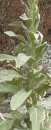 stemleaf  : nom scientifique : Verbascum thapsus L. , Verbascum , Scrophulariaceae 