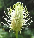 flower  : nom scientifique : Phyteuma spicatum L. , Phyteuma , Campanulaceae 