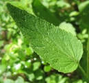 leaf  : nom scientifique : Phyteuma spicatum L. , Phyteuma , Campanulaceae 