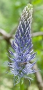 flower  : nom scientifique : Phyteuma spicatum L. , Phyteuma , Campanulaceae 