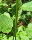 stemleaf  : nom scientifique : Phyteuma spicatum L. , Phyteuma , Campanulaceae 