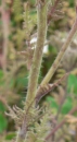 stemleaf : nom scientifique : Phacelia tanacetifolia Benth. , Phacelia , Boraginaceae