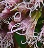 flower  : nom scientifique : Eupatorium cannabinum L. , Eupatorium , Asteraceae 