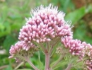 flower  : nom scientifique : Eupatorium cannabinum L. , Eupatorium , Asteraceae 