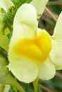 flower  : nom scientifique : Linaria vulgaris Mill. , Linaria , Plantaginaceae 