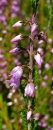 flower  : nom scientifique : Calluna vulgaris (L.) Hull , Calluna , Ericaceae 