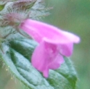 flower : nom scientifique : Mentha arvensis L. , Mentha , Lamiaceae