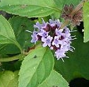 flower  : nom scientifique : Mentha arvensis L. , Mentha , Lamiaceae 