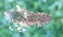 flower  : nom scientifique : Plantago lanceolata L. , Plantago , Plantaginaceae 