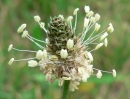 flower  : nom scientifique : Plantago lanceolata L. , Plantago , Plantaginaceae 