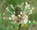 flower  : nom scientifique : Plantago lanceolata L. , Plantago , Plantaginaceae 