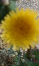 flower  : nom scientifique : Sonchus oleraceus L. , Sonchus , Asteraceae 