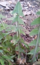 leaf : nom scientifique : Taraxacum officinale F.H. Wigg. , Taraxacum , Asteraceae