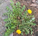 whole : nom scientifique : Taraxacum officinale F.H. Wigg. , Taraxacum , Asteraceae