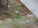 environment : nom scientifique : Taraxacum officinale F.H. Wigg. , Taraxacum , Asteraceae